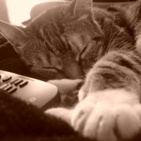 Photo #238432 de Chipi