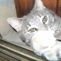 Photo #238434 de Zazou