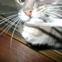 Photo #238435 de Zazou