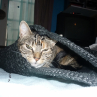 Photo #238436 de Chipi