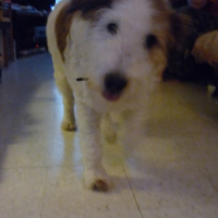 Photo #238437 de Daisy