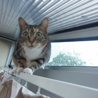 Photo #238438 de Chipi