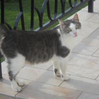 Photo #238527 de Pikatchu
