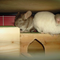 Photo #238563 de Leiko
