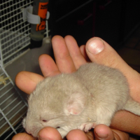 Photo #238564 de Leiko