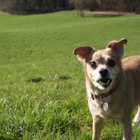 Photo #238588 de Mounky