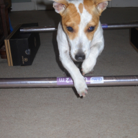 Photo #238590 de Brindille