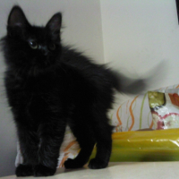 Photo #238611 de Félice