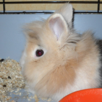 Photo #238661 de Noisette
