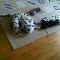 Photo #238766 de Ferguson-henry