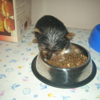 Photo #238844 de Dick