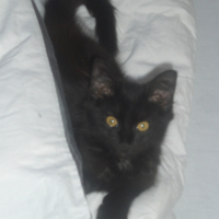 Photo #238874 de Ketty