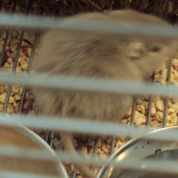 Photo #238899 de Cookie