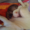 Mes chiots et moi
