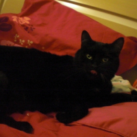 Photo #238963 de Pepper