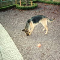 Photo #239000 de Gane