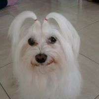 Photo #239070 de Sissy