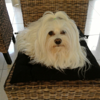 Photo #239071 de Sissy