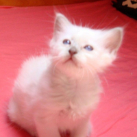 Photo #239090 de Spock
