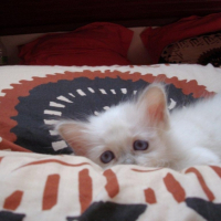 Photo #239091 de Spock