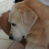 My Dog