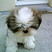 Photo #239188 de Doogy