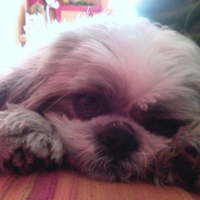 Photo #239189 de Doogy