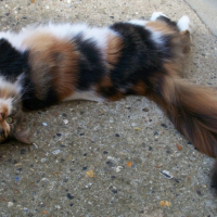 Photo #239200 de Cosette