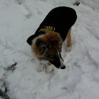 Photo #239281 de Choupette