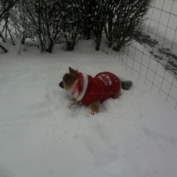 Photo #239283 de Choupette