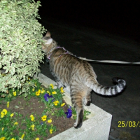 Photo #239286 de Bazook