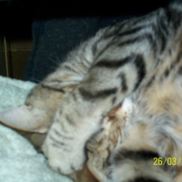 Photo #239287 de Bazook