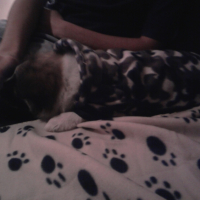 Photo #239288 de Choupette
