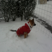 Photo #239289 de Choupette