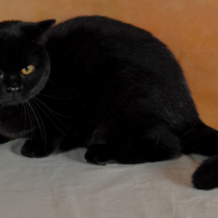 Photo #239295 de Karelia