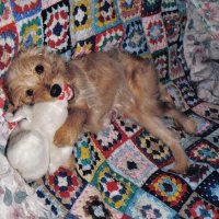 Photo #239301 de Cheyenne