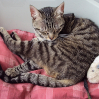 Photo #239303 de Misty