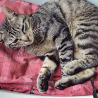 Photo #239304 de Misty