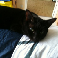 Photo #239313 de Pirate