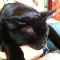 Photo #239315 de Pirate