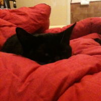 Photo #239316 de Pirate