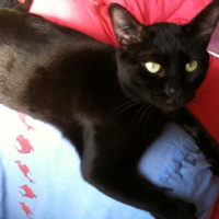 Photo #239317 de Pirate