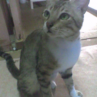 Photo #239370 de Tiger