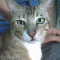 Photo #239371 de Tiger