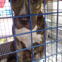 Photo #239374 de Kish