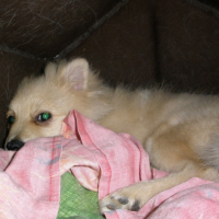 Photo #239393 de Enddy