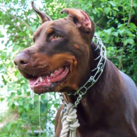 Photo #239399 de Booba