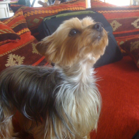 Photo #239423 de Tess
