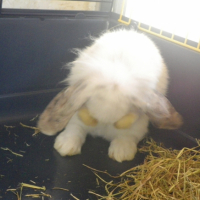 Photo #239432 de Lynet