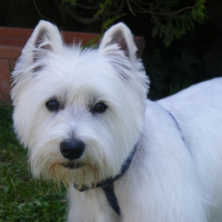 Photo #239469 de Enzo